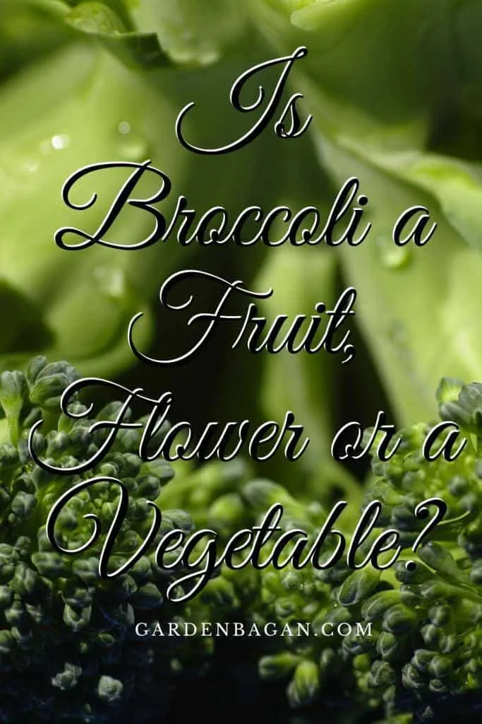 Is Broccoli a Fruit, Flower or a Vegetable