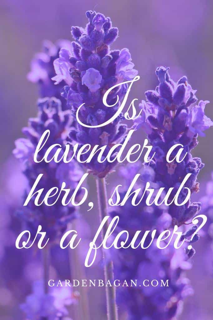 Is lavender a herb, shrub or a flower
