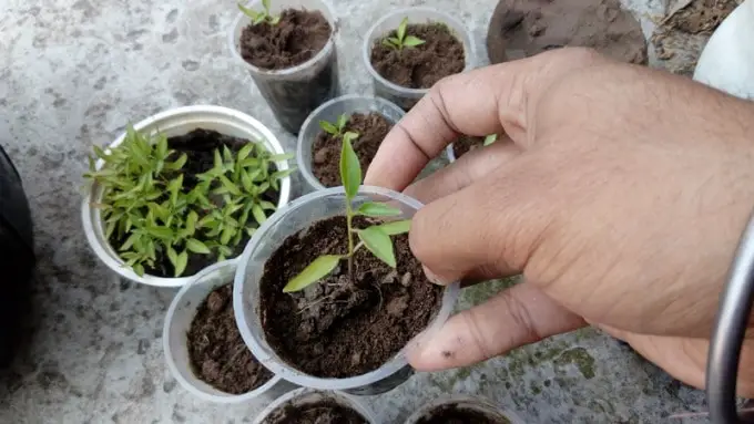 Transplanting chili seedlings