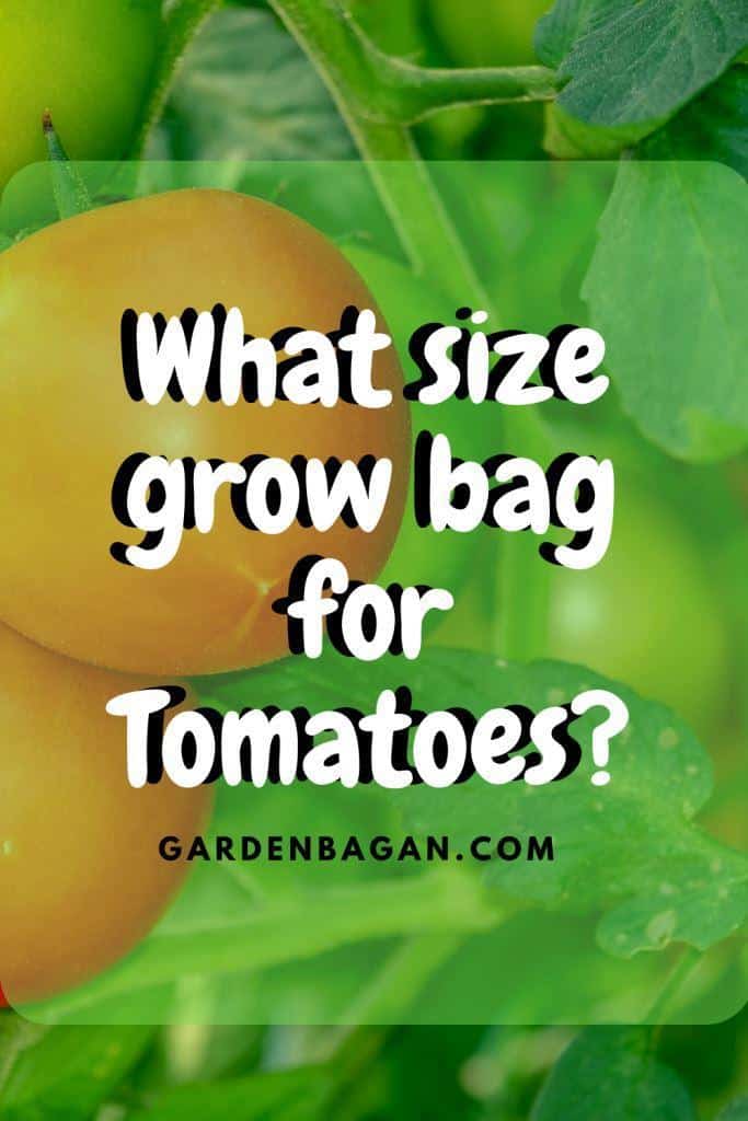 What size grow bag for Tomatoes? Know the Tricks Garden Bagan