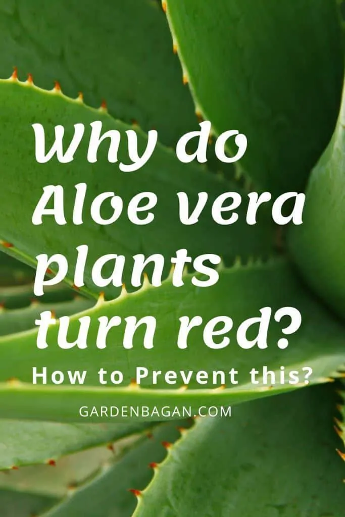 Why do Aloe vera plants turn red
