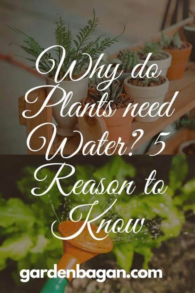 Why do Plants need Water