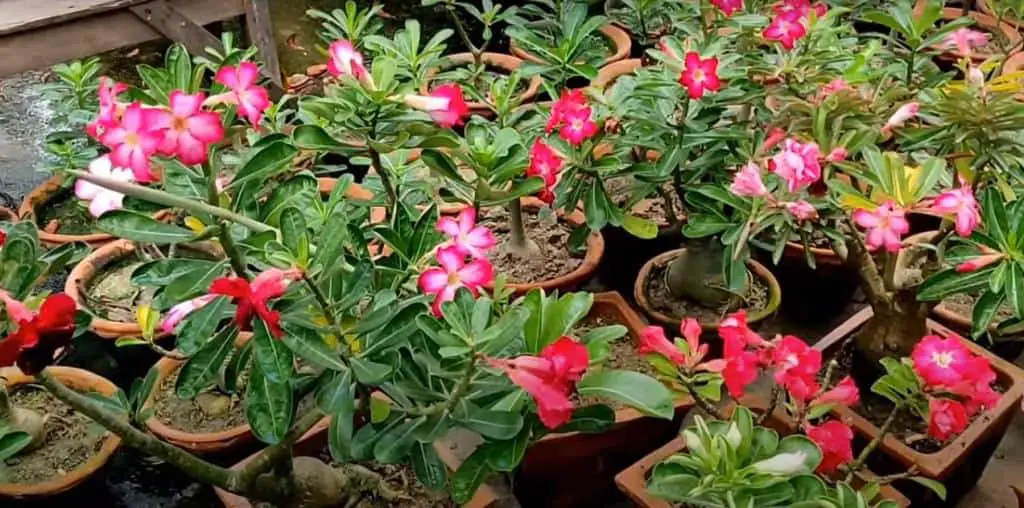 adenium Summer Flowers to Grow in April and May