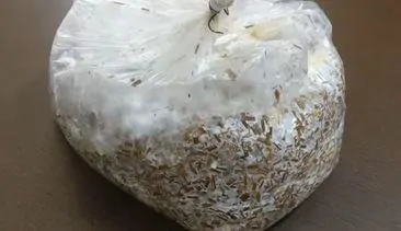 Oyster Mushroom after 17 days