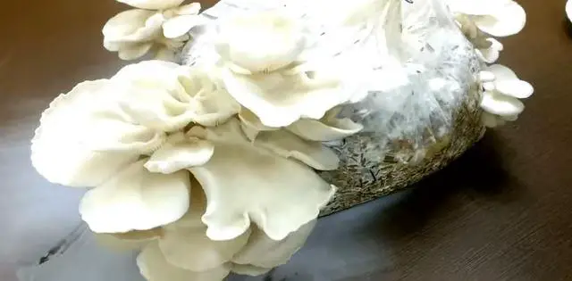 Oyster mushrooms fully grown in 25 days