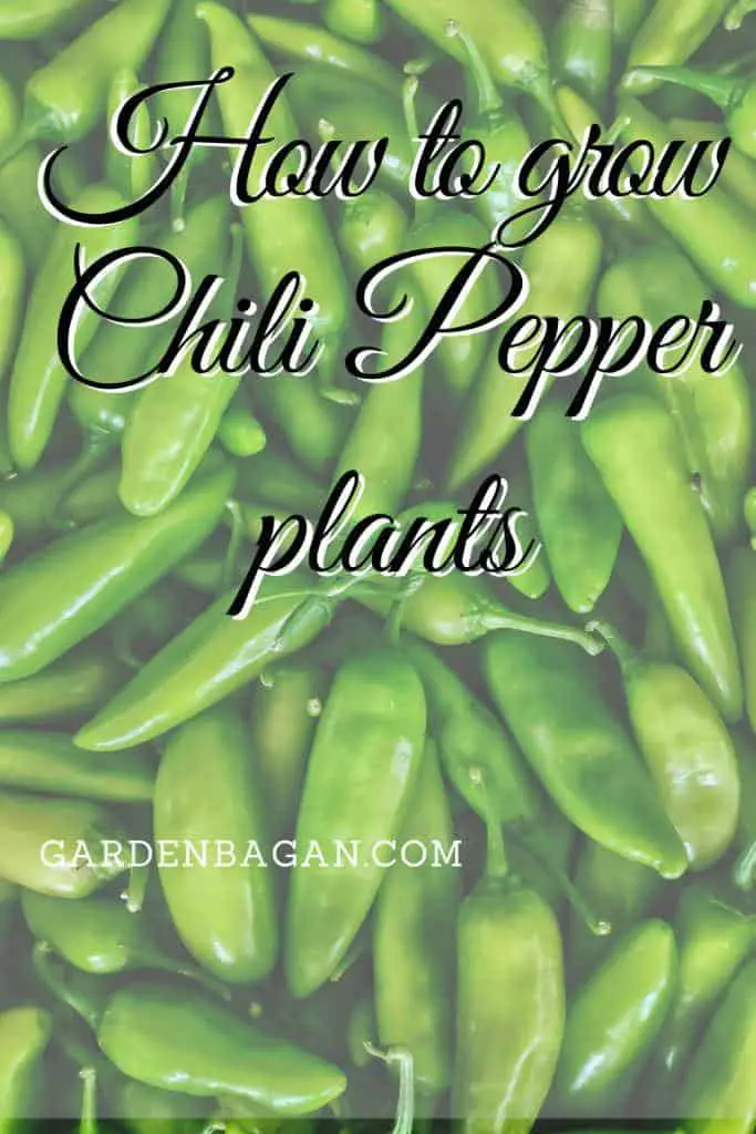 how to grow chili pepper plants