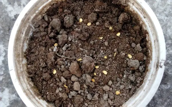 how to sow chili seeds