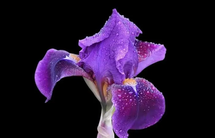 iris beautiful flower