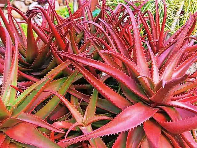 leaves turning red-aloe