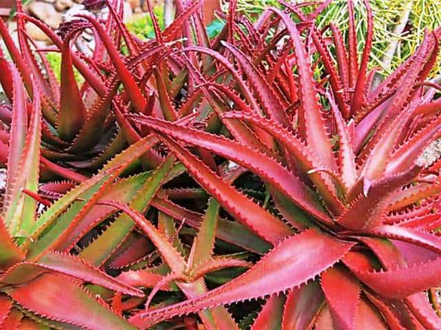 Why Do Aloe Vera Plants Turn Red How To Prevent This Garden Bagan 1945