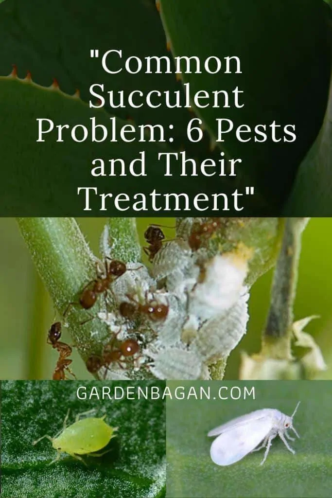 Common Succulent Problem and solutions