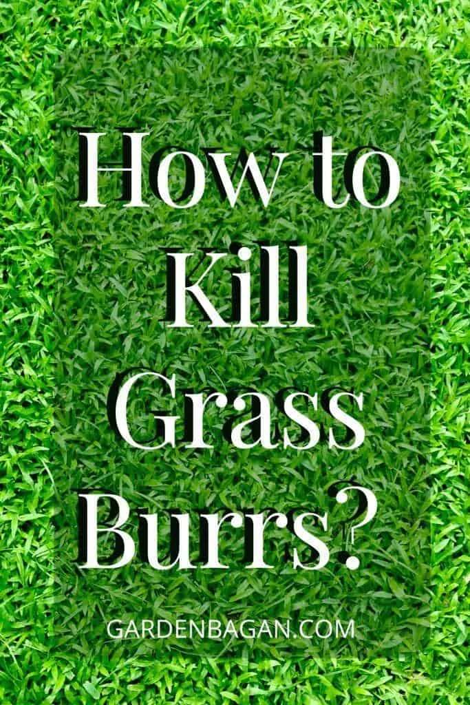 How to Kill Grass Burrs