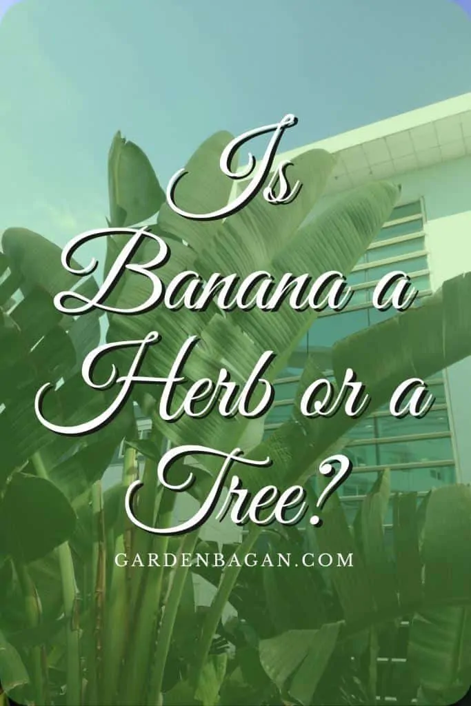 Is Banana a Herb or a Tree