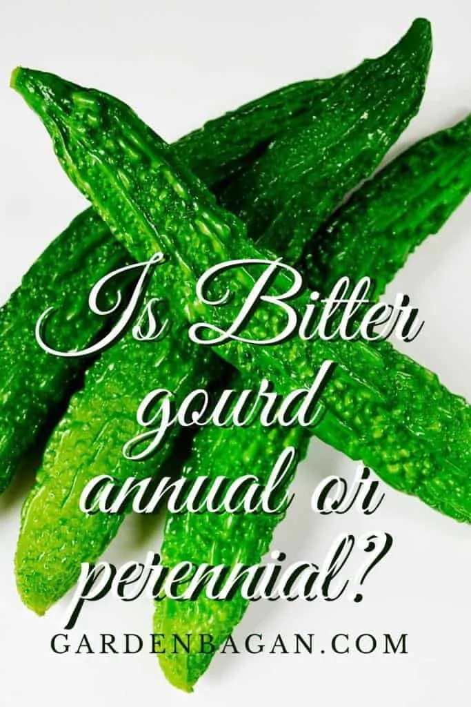 Is Bitter gourd annual or perennial