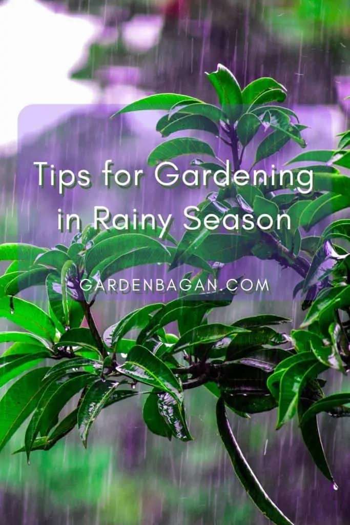 Tips for Gardening in Rainy Season