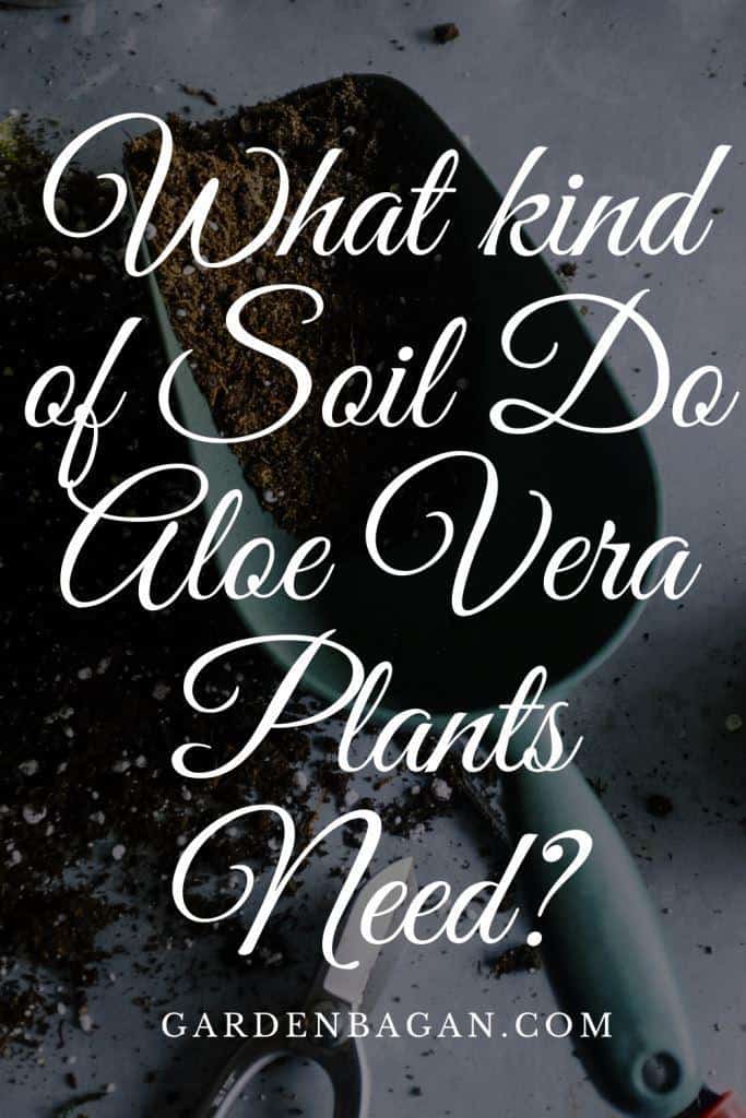 What kind of Soil Do Aloe Vera Plants Need