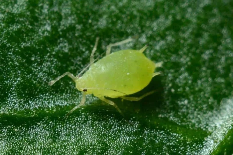 aphids-Orange Jasmine Loosing leaves
