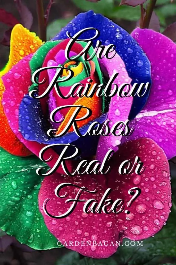 are rainbow roses real or fake
