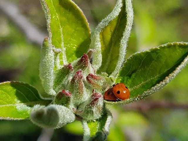 ladybug- beneficial garden animals