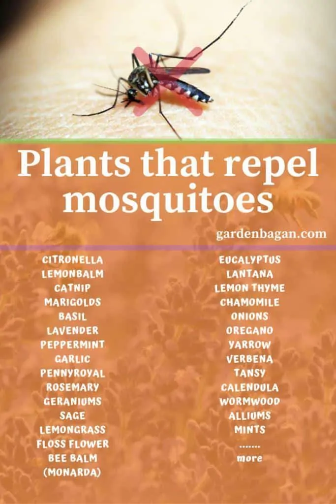 mosquito repellent plant list