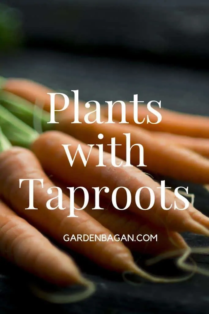 plants with taproots