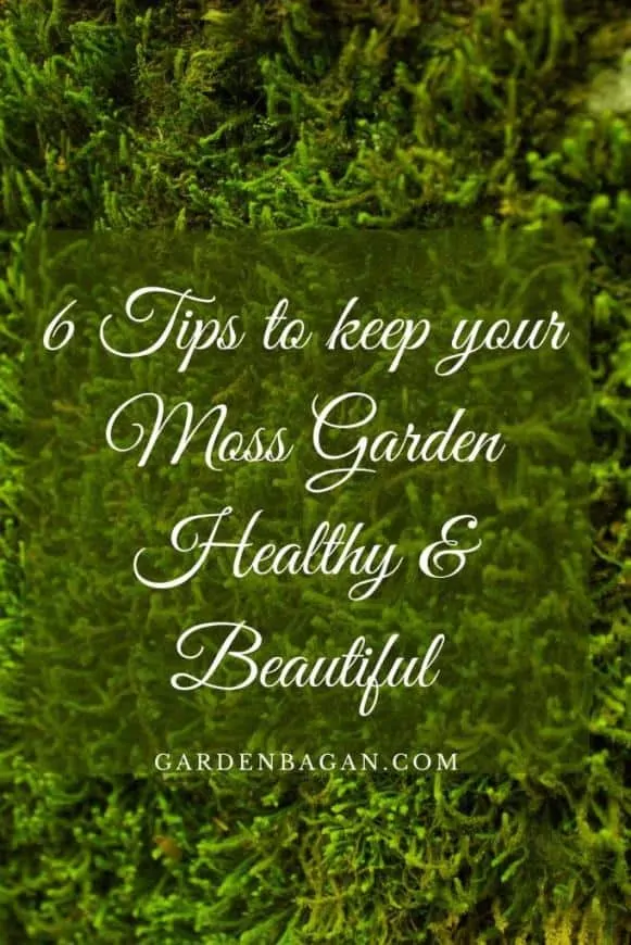 6 Tips to keep your Moss Garden Healthy & Beautiful