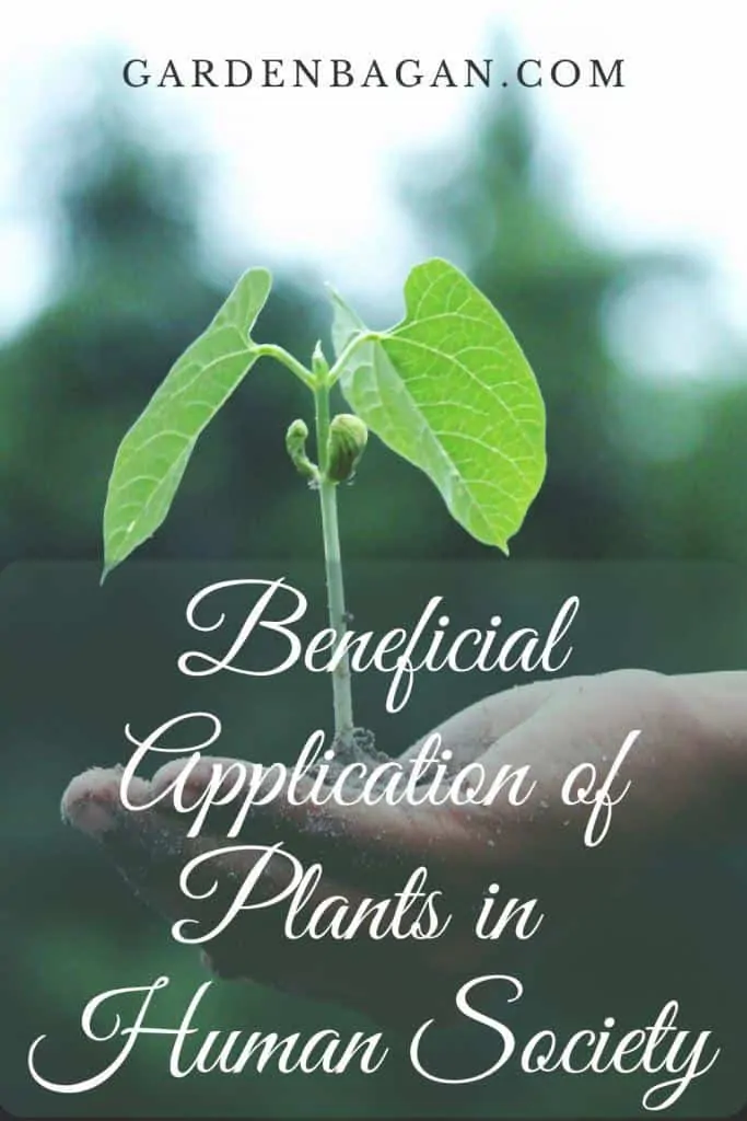 Beneficial Application of Plants in Human Society