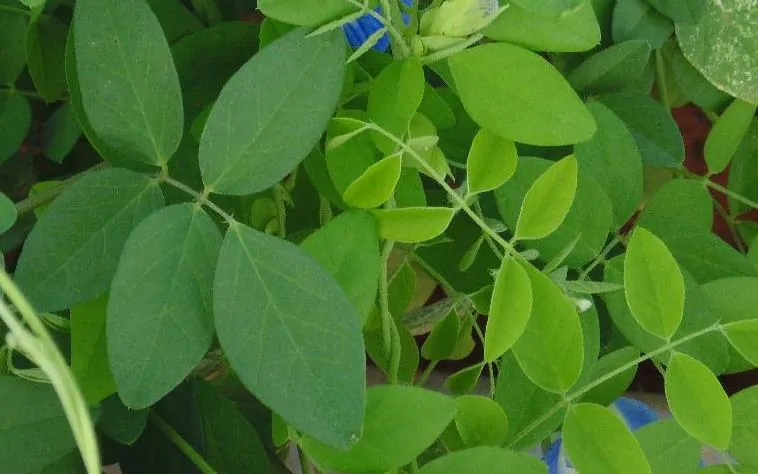 Butterfly-pea-leaves