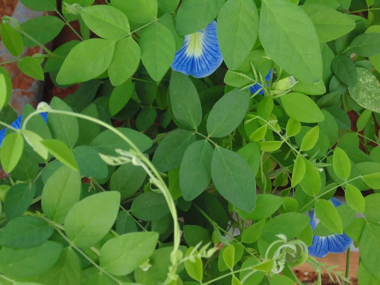Butterfly-pea-plant