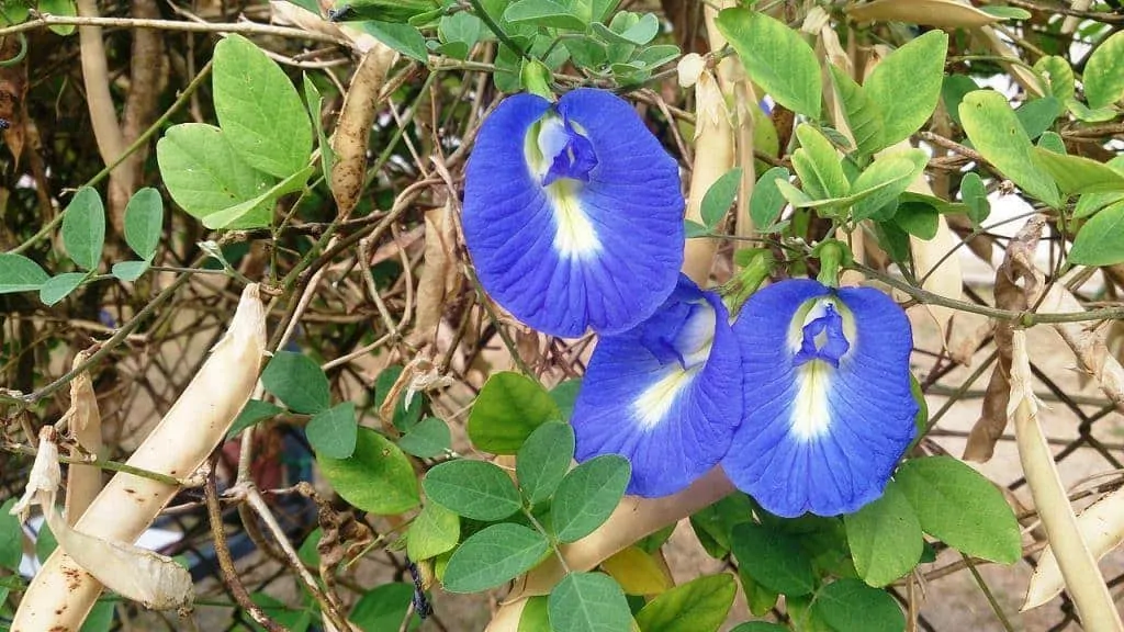 Butterfly_pea_plant_(Clitoria_ternatea)-with-seeds