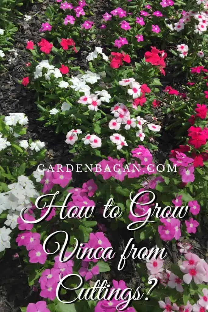 How to Grow Vinca from Cuttings