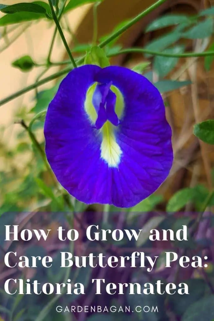 How to Grow and Care Butterfly Pea_ Clitoria Ternatea