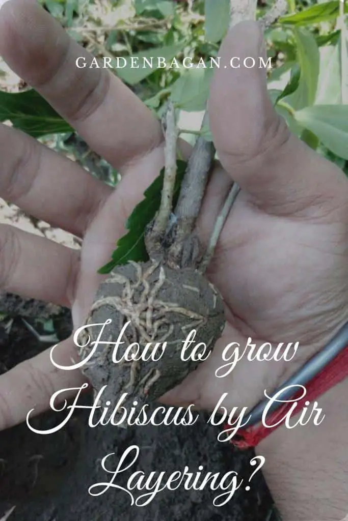 How to grow Hibiscus by Air Layering