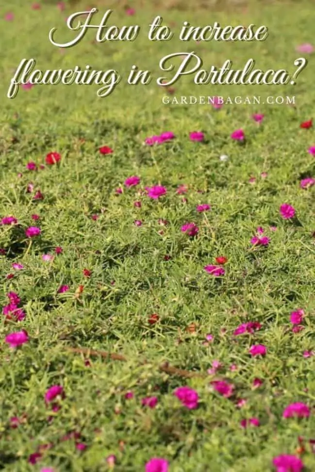 How to increase flowering in Portulaca