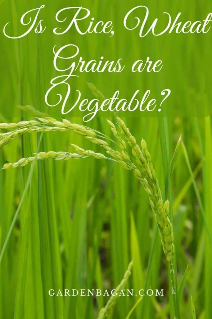 Is Rice, Wheat Grains are Vegetable