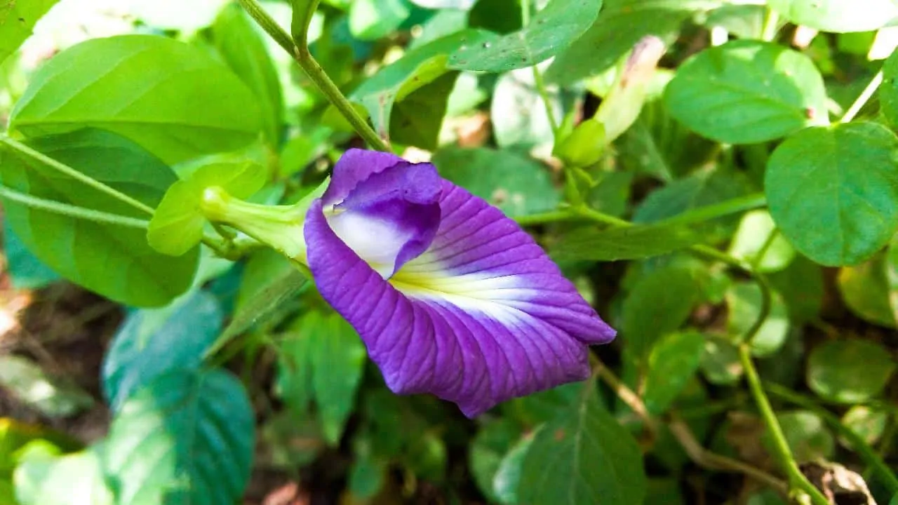 Purple-butterfly-pea-clitoria-ternatea