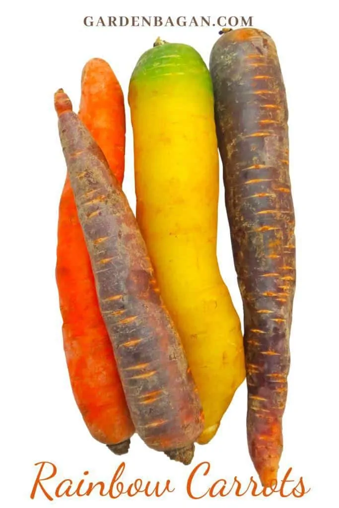 Rainbow-carrots