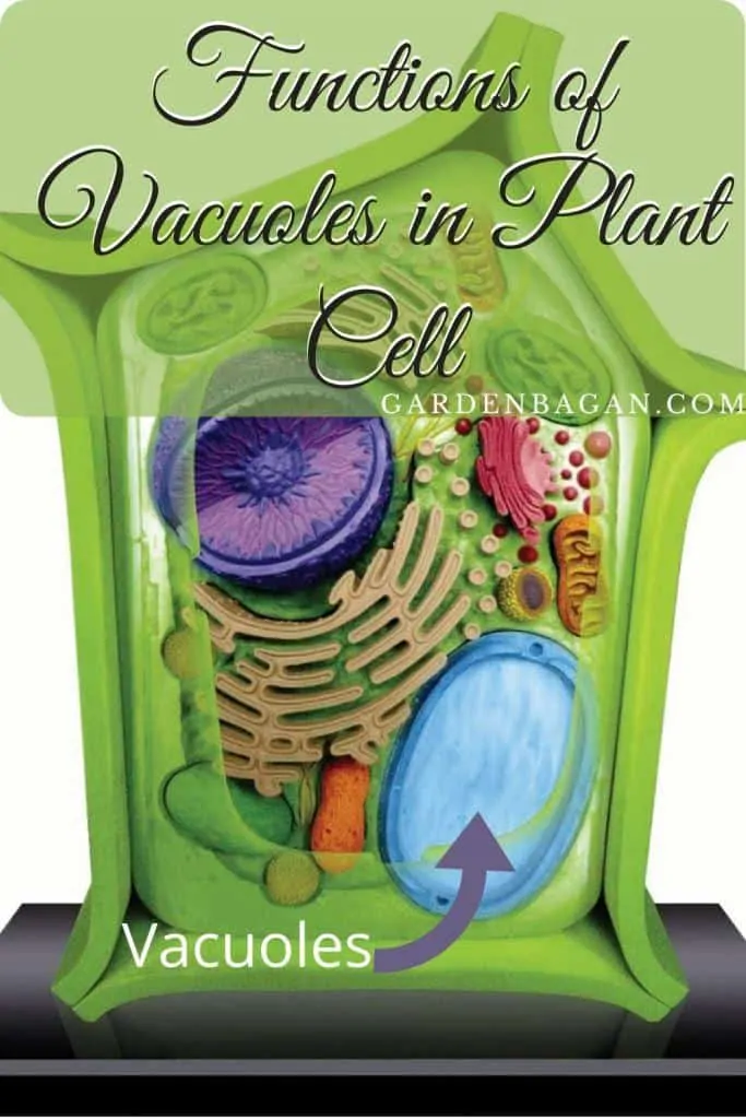 Functions of Vacuoles in Plant Cell