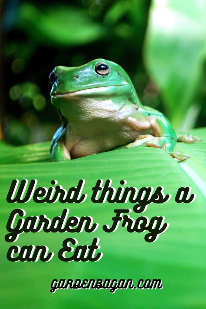 Weird things a Garden Frog can Eat