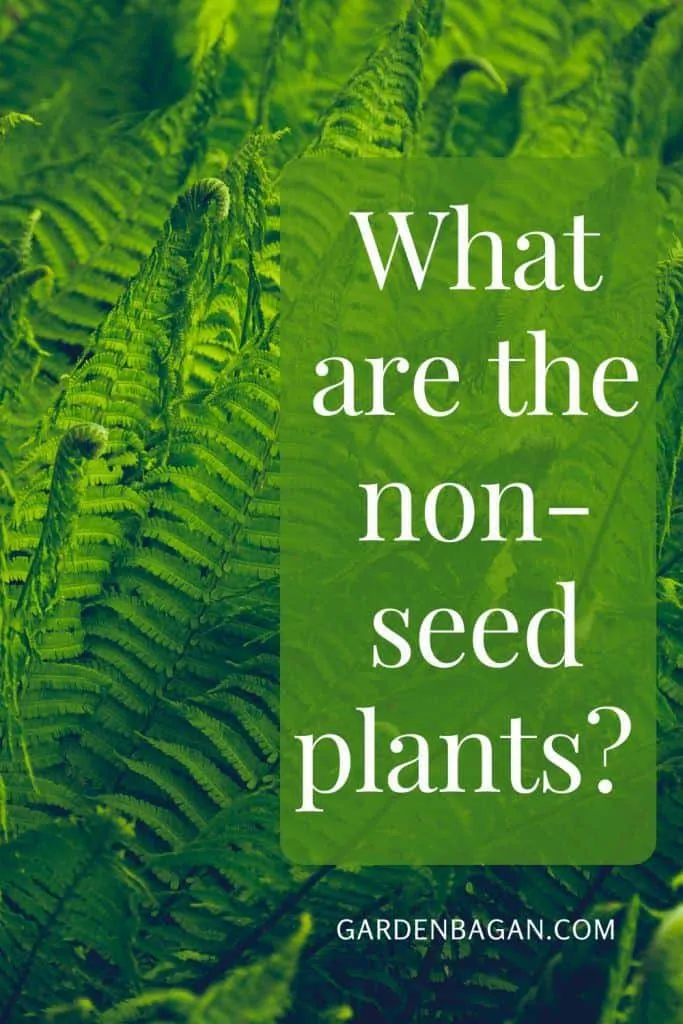 What are the non-seed plants