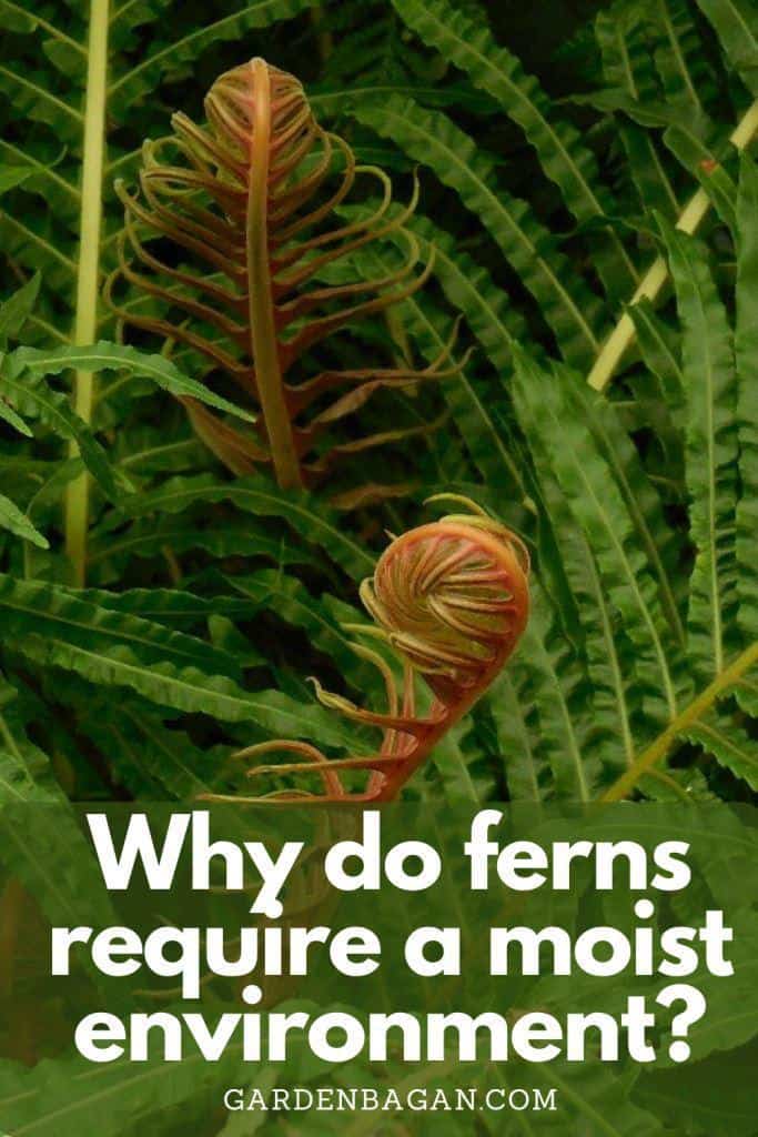 Why do ferns require a moist environment
