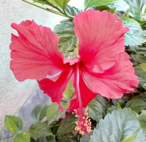 beautyful-red-hibiscus
