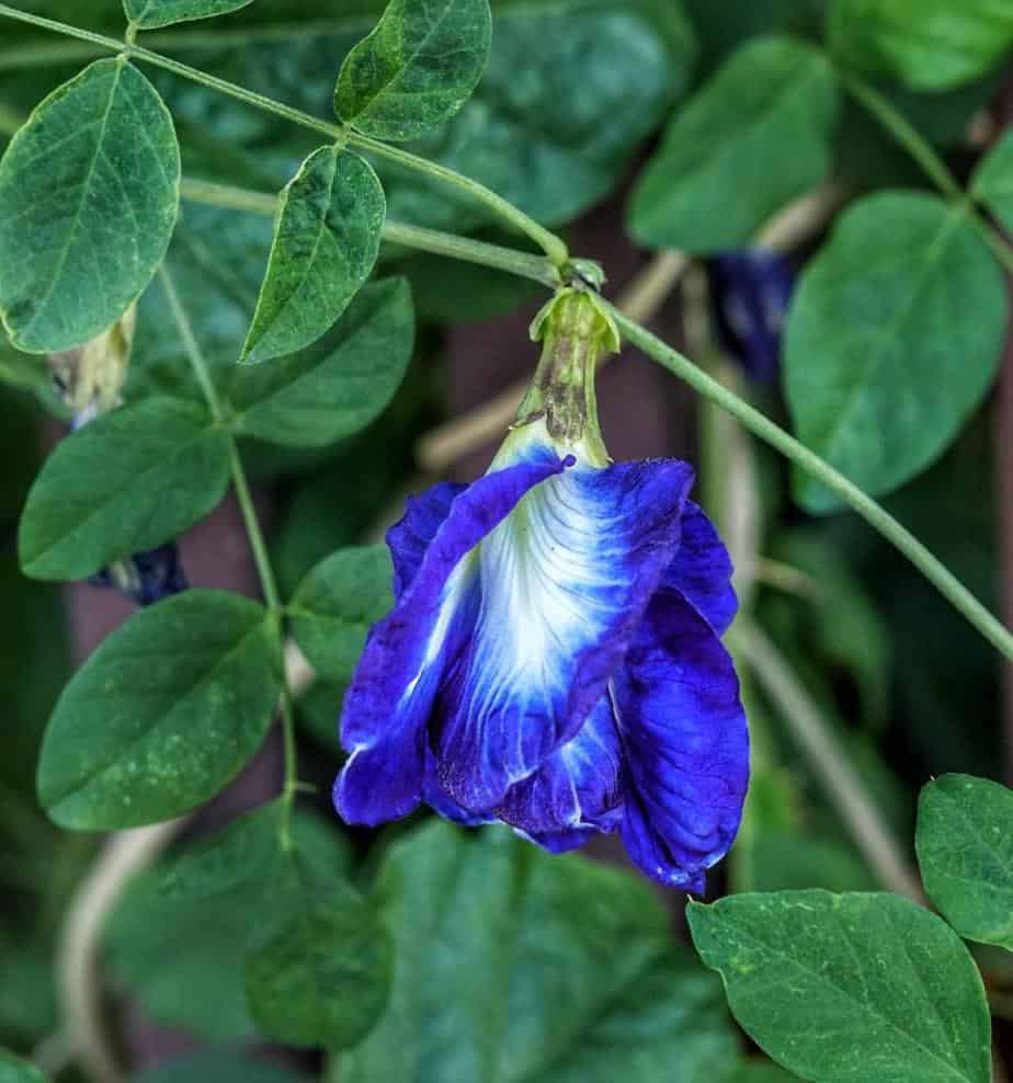 butterfly pea flower plant zone