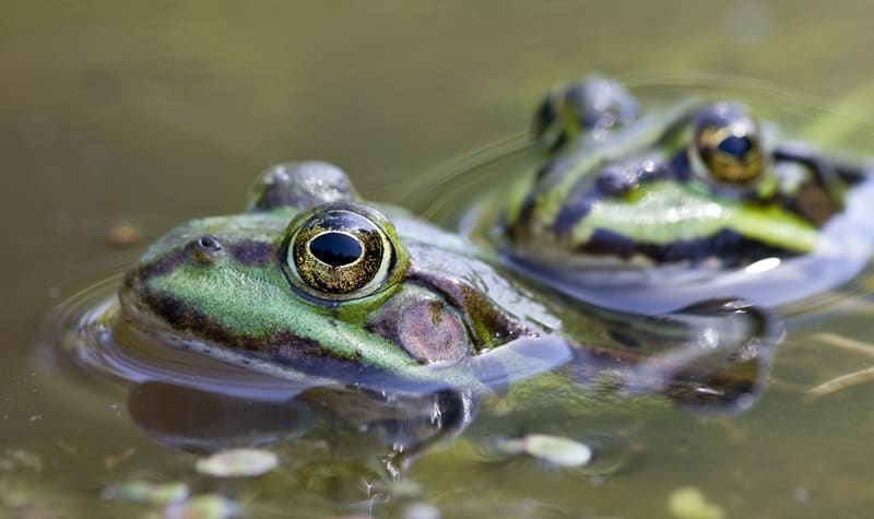 frogs-mating