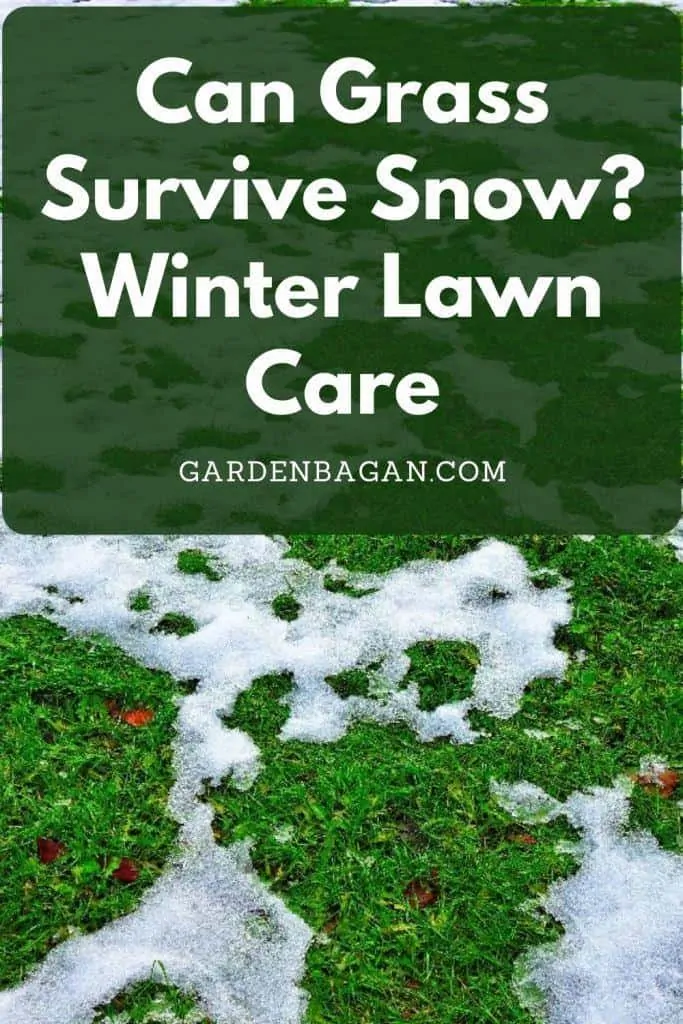 Can Grass Survive Snow_ Winter Lawn Care