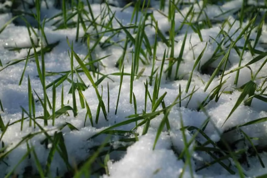 Grass can Survive Winter Snow Lawn Care
