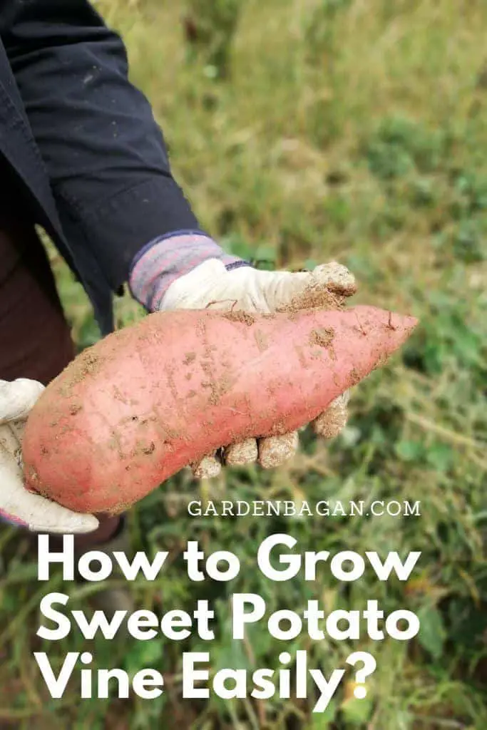 How to Grow Sweet Potato Vine Easily