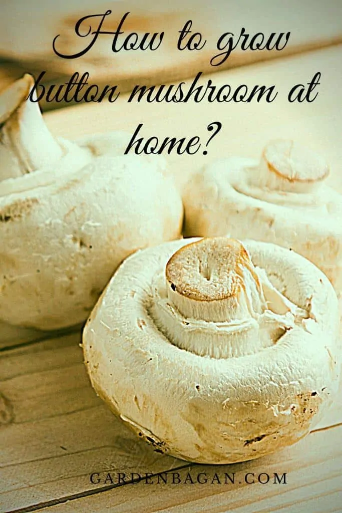 How to grow button mushroom at home
