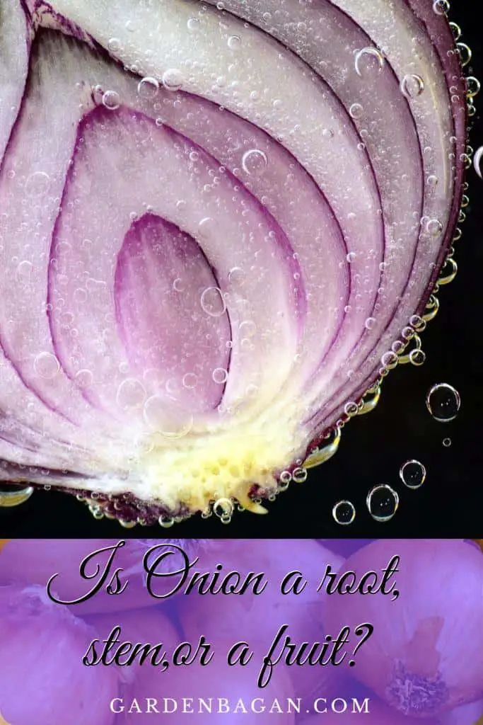 Is Onion a root, stem,or a fruit