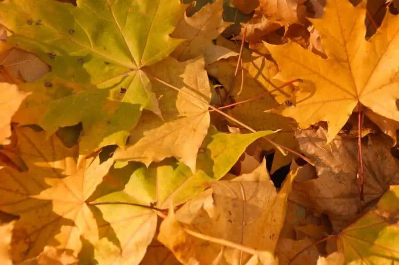 Natural-leaves-turning-yellow